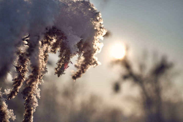 Close-up of snow on plant against sky during sunset