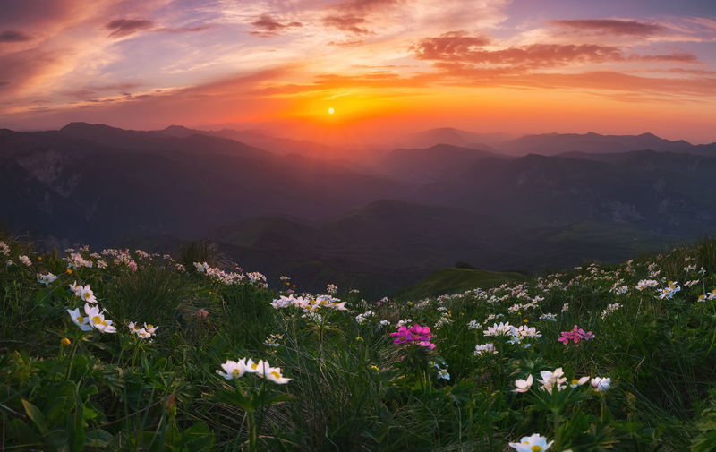 Beautiful sunset in the mountains and flowers.