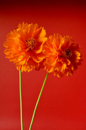 Close-up of orange flower against red background