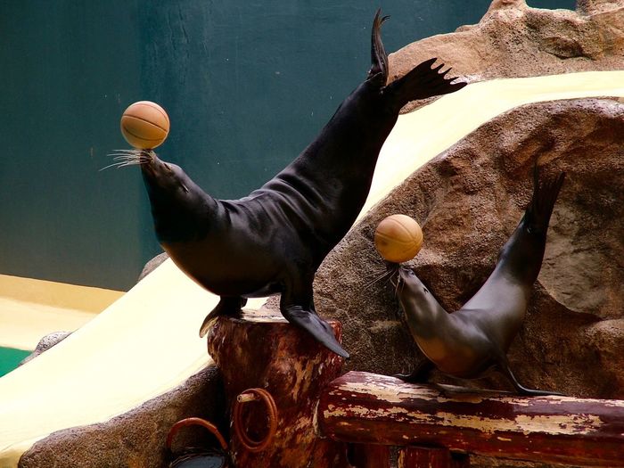 Sea lions playing with ball