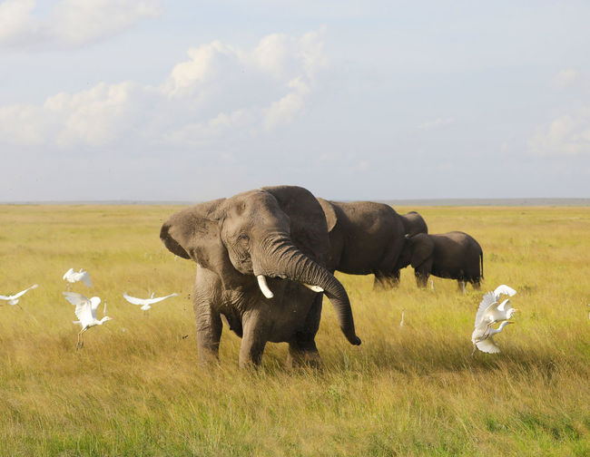 Elephants in a field, amboseli, kenya, africa