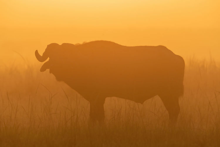 Silhouette of cape buffalo standing in grass