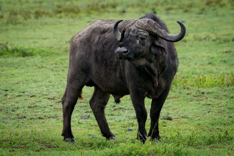 Cape buffalo by tree on grassy field