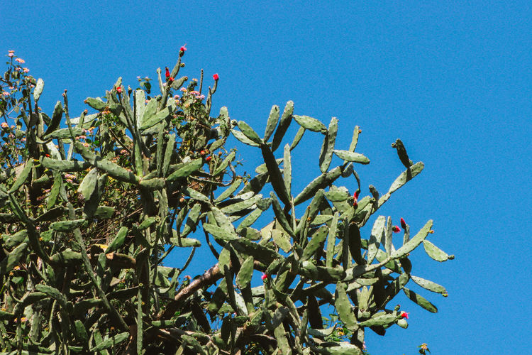 Low angle view of cactus plant against clear blue sky