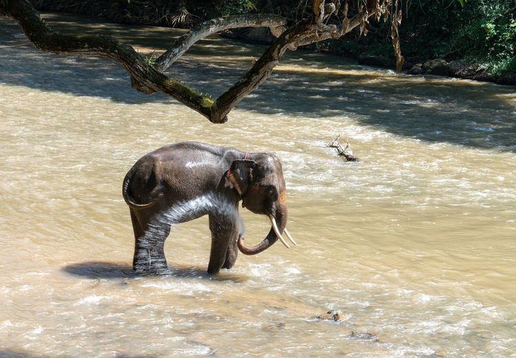 Elephant in a lake