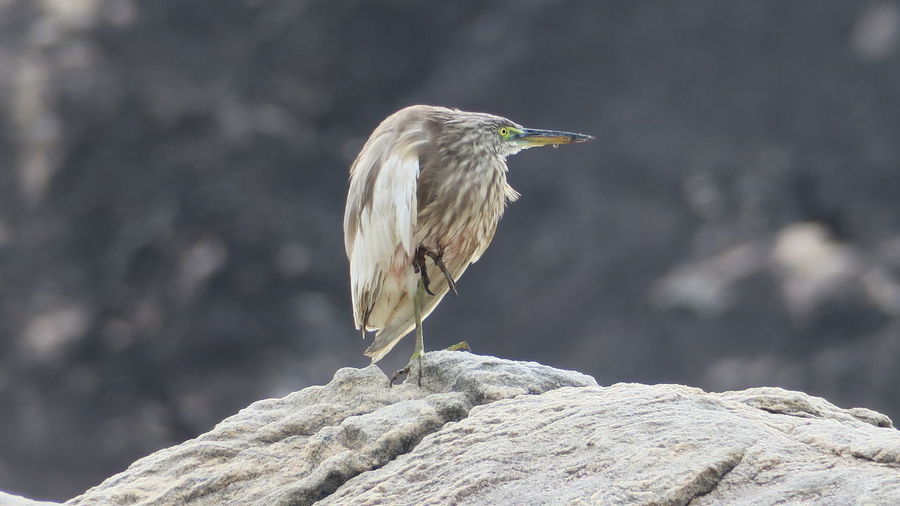 Close-up of gray heron perching on rock