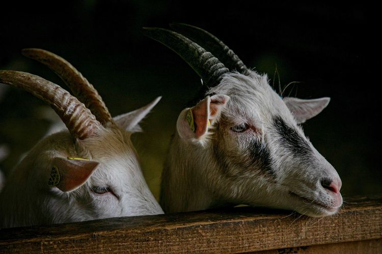 Close-up of goats