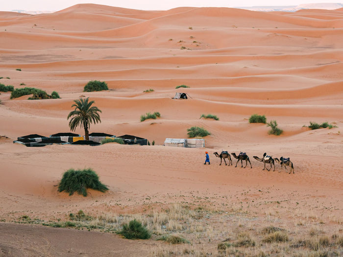 Arabic man guiding 4 camels to a camp in the desert