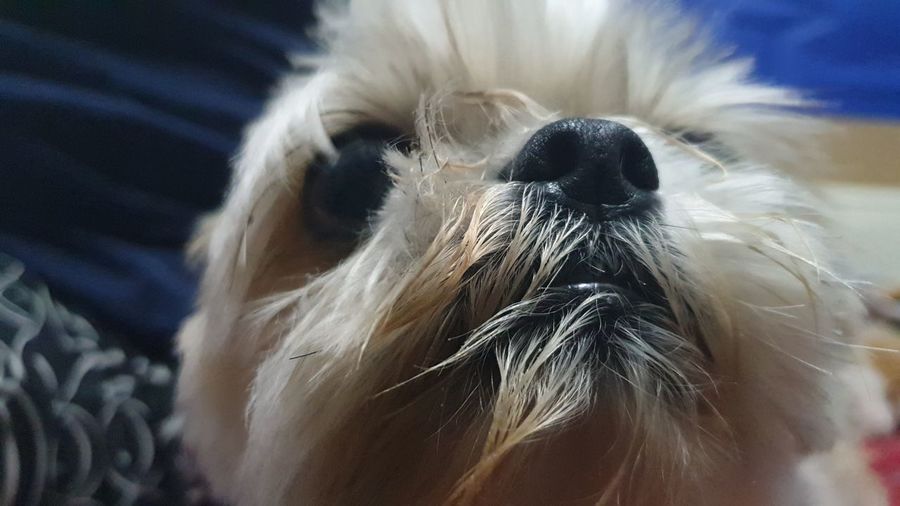 Close-up of a dog at home