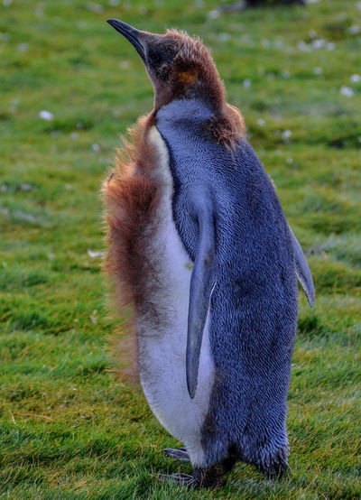 Full length of king penguin molting on field