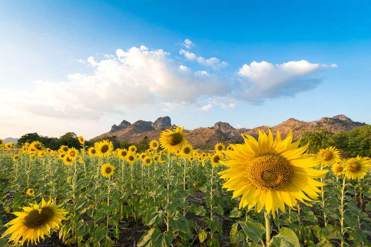 Sunflower fields in full bloom