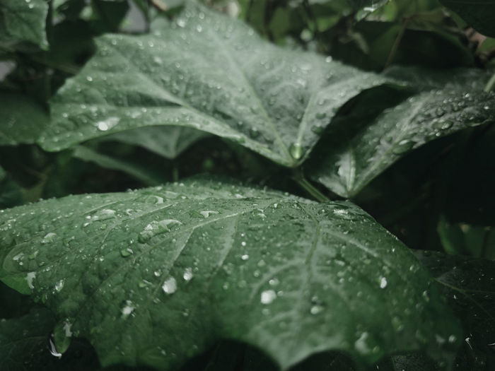 Close-up of raindrops on leaves
