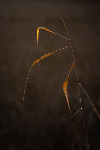 Close-up of dried plant on field