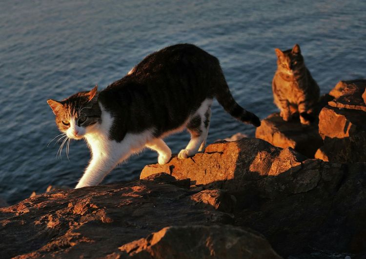 Portrait of stray cat on rock against sea