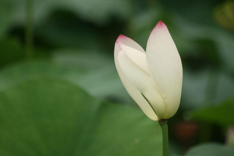 Close-up of lotus