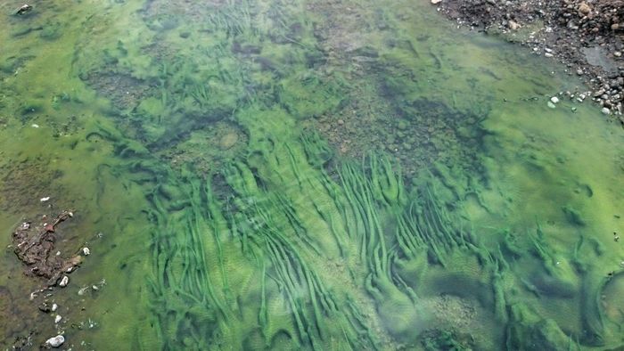 High angle view of polluted green stream