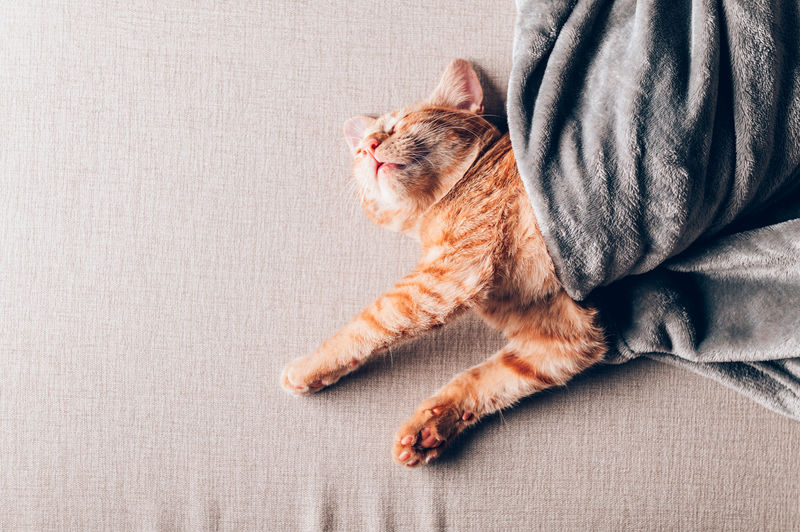 Cute little ginger kitten sleeps on the sofa under grey soft blanket