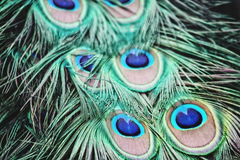 Page 5 of Peacock Feather pictures | Curated Photography on EyeEm