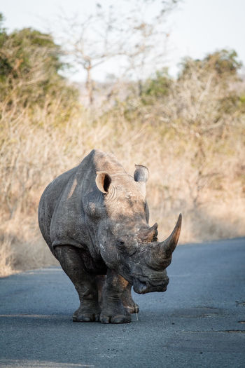Rhinoceros on road in forest