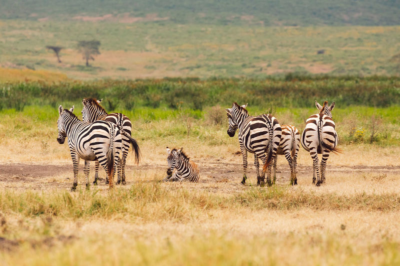 Zebra grazing on field