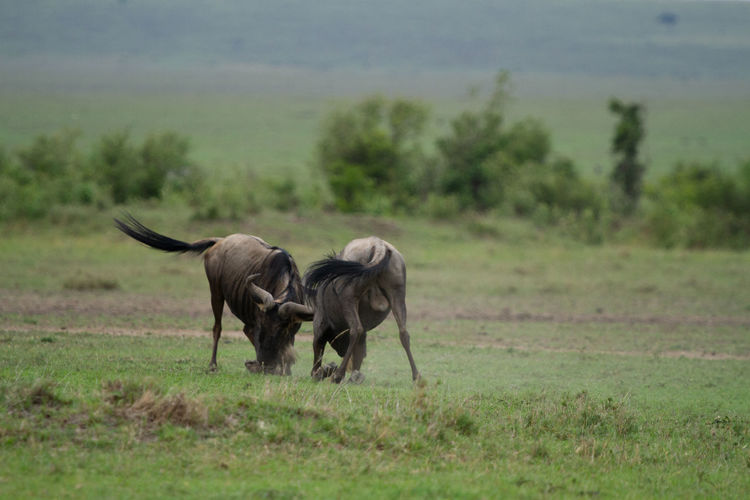 Two wildebeest figting for dominance 