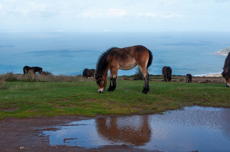 Exmoor ponies grazing and roaming free by the sea in somerset on exmoor national park