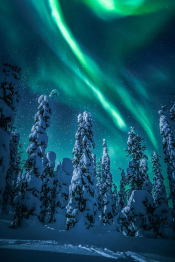Scenic view of snow covered trees against sky at night