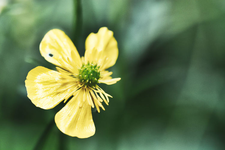 Close-up of yellow flowering plant