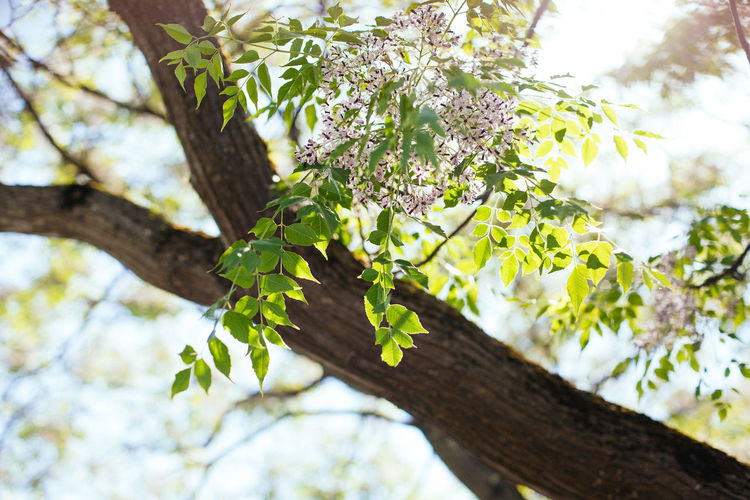 Low angle view of flowering tree branches