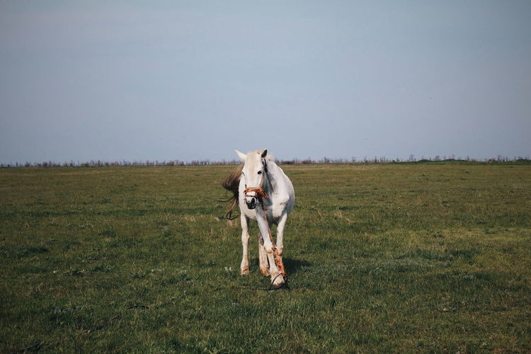 Horse on field against sky