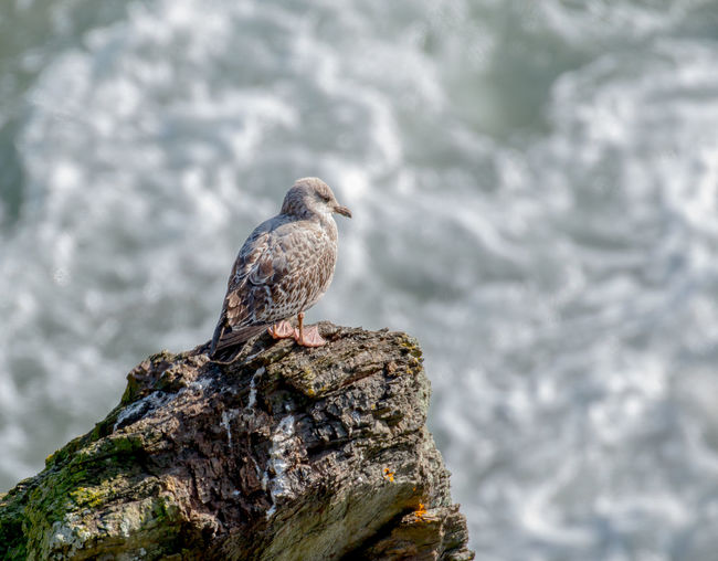 Close-up of bird perching on rocks