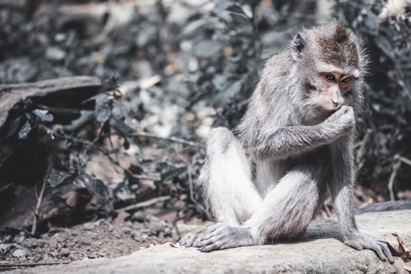 Close-up of monkey sitting in forest