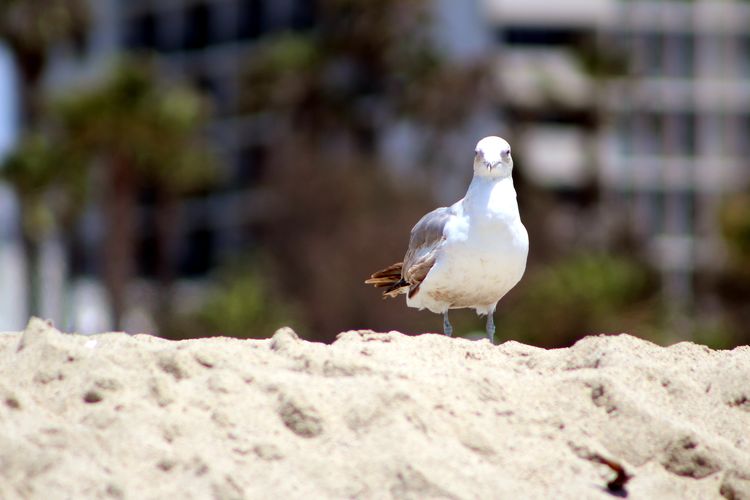 Close-up of bird perching on wood