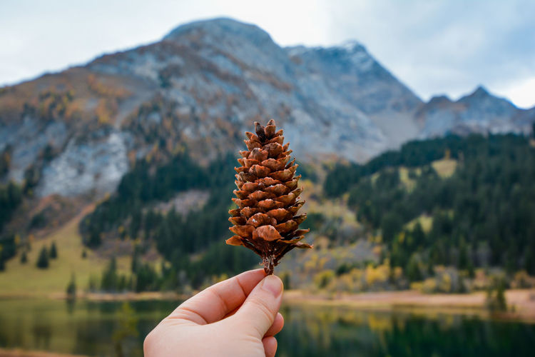 Close-up of person hand holding pine cone against mountain range