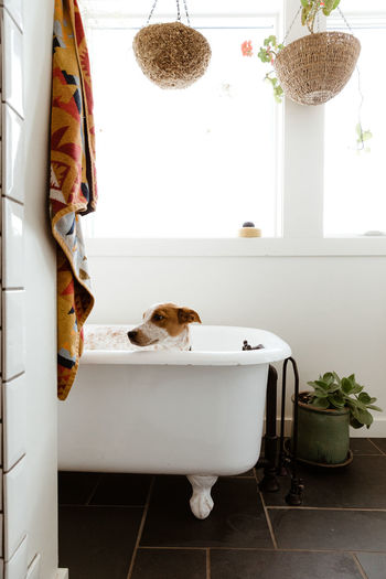 Puppy looks uneasy before bath time in a well designed white bathroom
