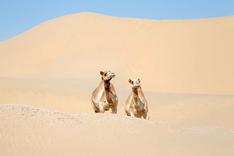 Two middle eastern camels in the desert in abu dhabi