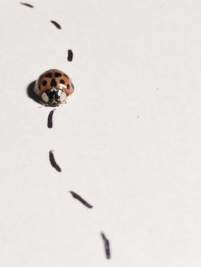 Close-up of ladybug with black line on white background