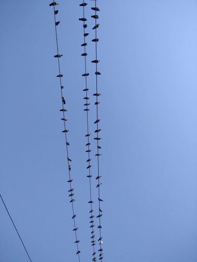Low angle view of birds perching on cables against clear blue sky