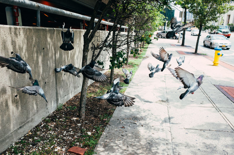 Birds flying over cobblestone street