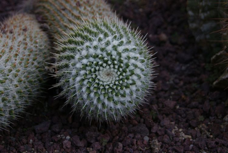 Close-up of barrel cactus