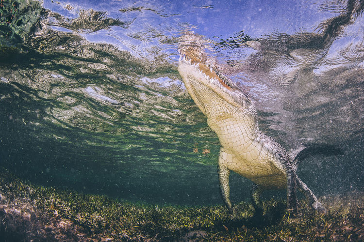 Close-up of crocodile in water