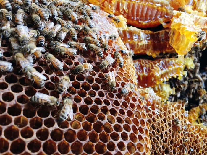 Close-up of honey bees on honeycomb