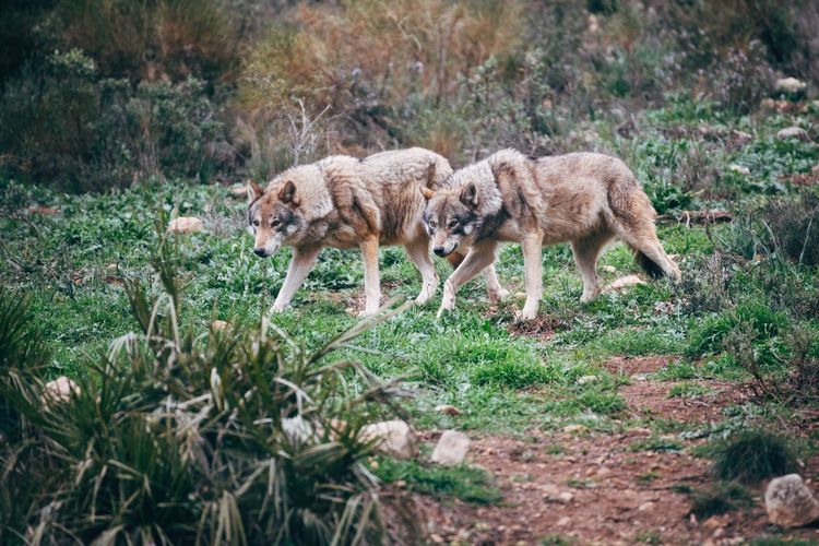 Side view of wolves walking on grassy field in forest