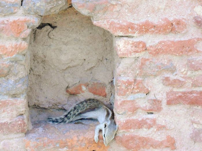 Close-up of lizard on brick wall