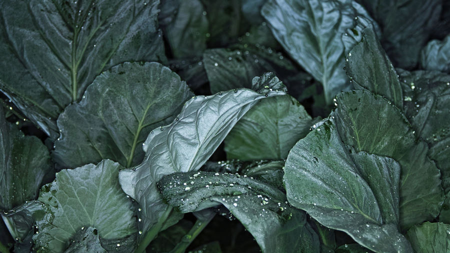Full frame shot of wet leaves of cabbage