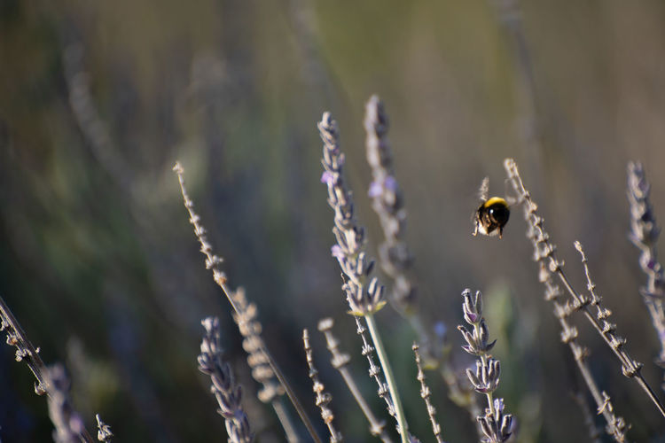 Close-up of bee pollinating on flower