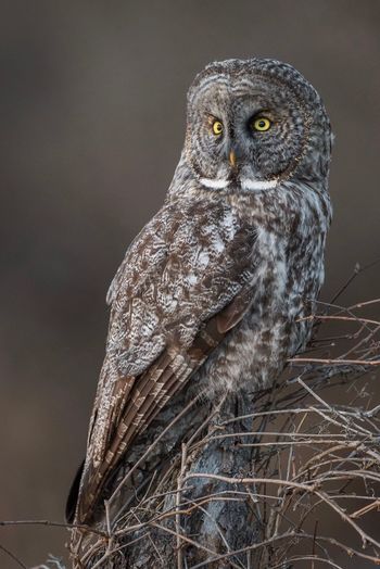 Close-up of owl perching on dead plants