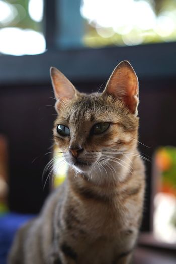 Suspicious cat in krui, sumatra, indonesia.