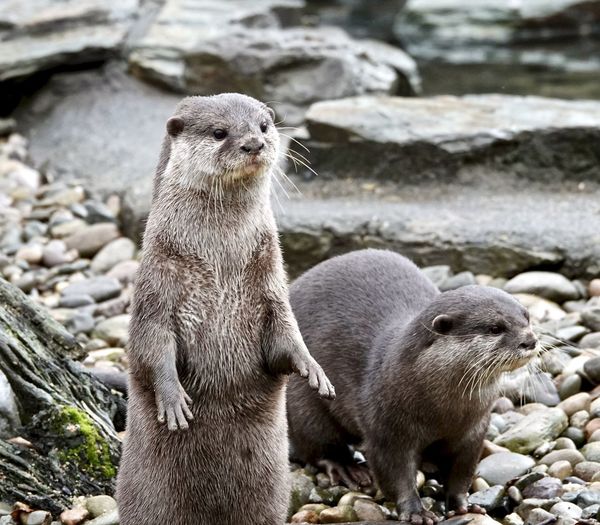 Otters  on rock