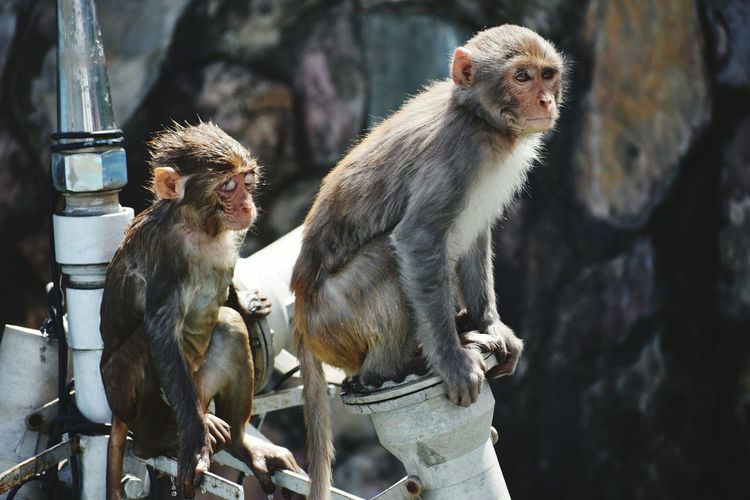 Close-up of monkeys outdoors